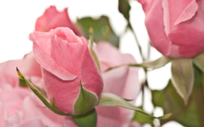 New Moon Week Friday, April 1, 2:25 AM EDT to Saturday, April 9, 2:48 AM EDT
