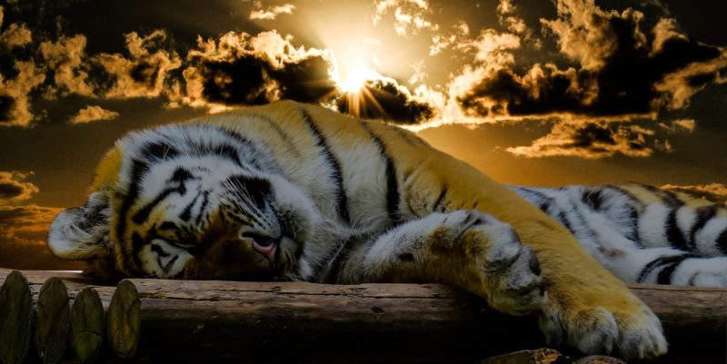 tiger-1673874_1280-resting